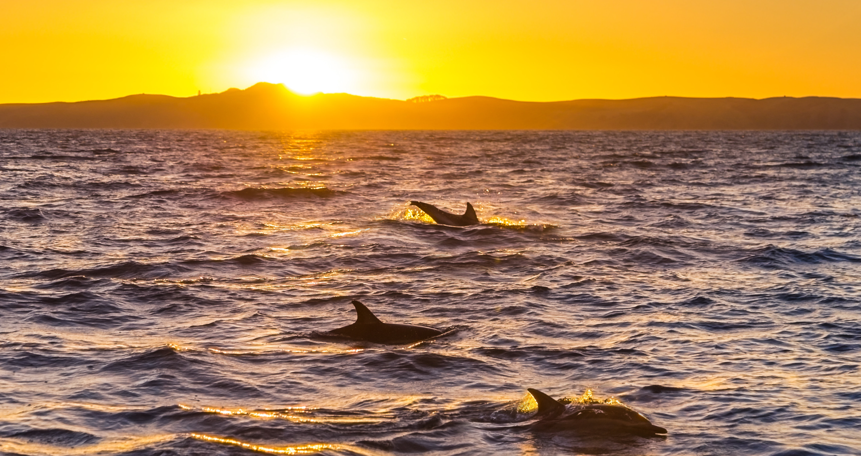 Dolphin watching excursion Costa del Sol